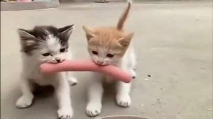 ПРИКОЛЫ С КОТАМИ! С ОЗВУЧКОЙ! Смешное видео с котами и собаками! Самые смешные животные! ДО СЛЁЗ!