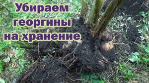 Убираем георгины на хранение