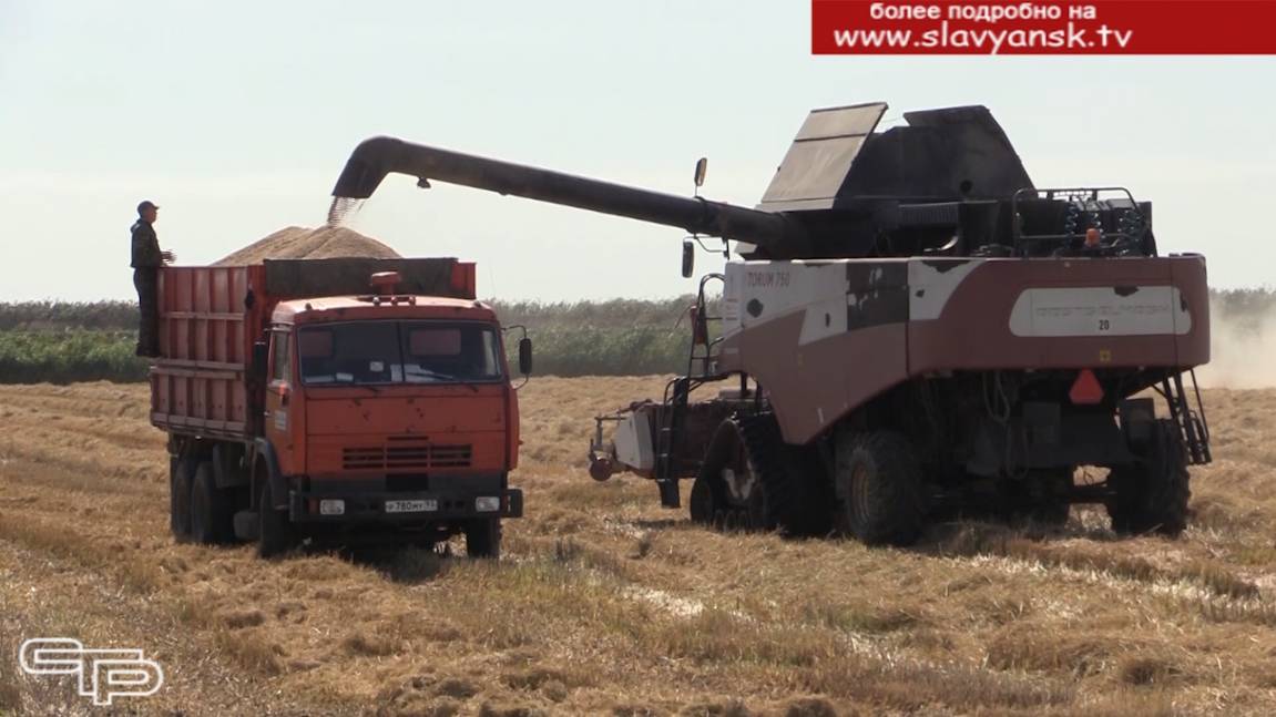 Белое зерно поступает в закрома