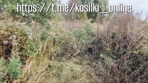 Срезаем дерево косилкой