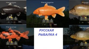 РУССКАЯ РЫБАЛКА 4 МЕДНОЕ СТАРАЯ НОВАЯ ТОЧКА.
