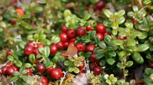 "МАТУШКА МОЯ СИБИРЬ"!