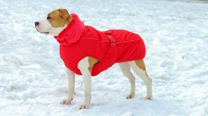 Новая коллекция усовершенствованных попон For My Dogs для собак средних и крупных пород 2025 !