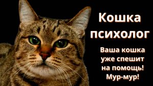 Секрет раскрыт! Вот почему кошка жалеет вас, когда вам плохо!