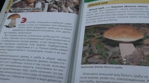 18 09-27 09 25г дача,рыбалка,о разведении белого гриба