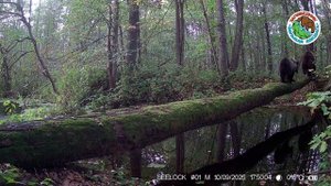 07.09.2025.Медведи.Заповедник Большая Кокшага.Мама с детенышами переходят через речку по упавшему де