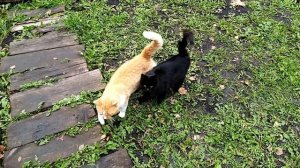 Наступили холода, они возвращаются!