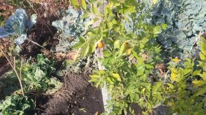 ЗИЗИФУС ПЕРВЫЙ УРОЖАЙ.В УСЛОВИЯХ ВОРОНЕЖСКОЙ ОБЛАСТИ!