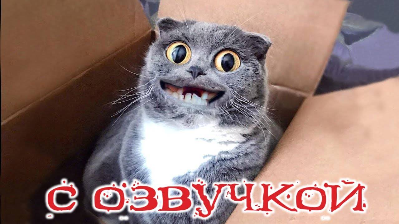 Приколы с котами!  С ОЗВУЧКОЙ! Смешные коты! САМЫЕ СМЕШНЫЕ ЖИВОТНЫЕ!