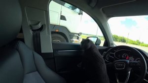 24 ЧАСА В МАШИНЕ С ЕЖИКОМ, КОТИКОМ И ПЕСИКОМ | ПУТЕШЕСТВИЕ С КОШКОЙ И СОБАКОЙ НА МАШИНЕ и еще с Ежом