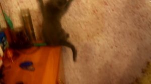 КОТЕНОК СТАЛ ЧЕЛОВЕКОМ ПАУКОМ | САПОГИ СВИНКИ ПЕППЫ | ДРУЖИМ С ДРУГИМ КОТОМ