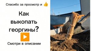 Как выкопать георгины