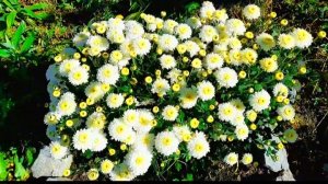 #4 октября 2025 года осень стоит тёплая# Приехали на дачу, а у нас гость на пруду #