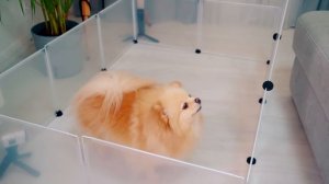 ПОБЕГ ИЗ ТЮРЬМЫ ЧЕЛЛЕНДЖ! КТО ПОСЛЕДНИЙ покинет ТЮРЬМУ Киса Баттерс или Шпиц Элис?