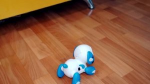 ДЕНЬ РОЖДЕНИЯ СОБАЧКИ ЭЛИС - Исполнилось 2 Года! ПОДАРИЛИ НОВОГО ДРУГА ? ПОДАРКИ