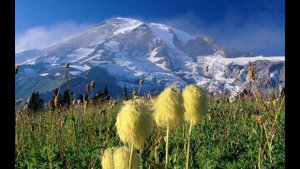 Золотая звезда (Suno AI)