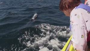 Вперёд! К дельфинам!