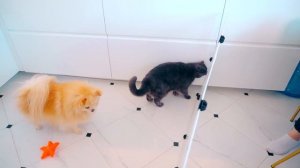 ПОБЕГ ИЗ ТЮРЬМЫ ЧЕЛЛЕНДЖ 2 ! КТО ПОСЛЕДНИЙ покинет СЛОЖНУЮ ТЮРЬМУ Киса Баттерс или Шпиц Элис?