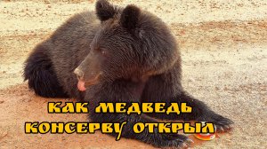 Дали медведю консерву