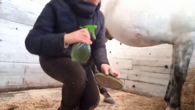 Избавление от желтизны у серых лошадей с ЭМ-Вита в зимний период.