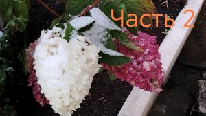 Фаленопсис "СЮРПРИЗ №1" списанный с магазина "Пятёрочка". Часть 2