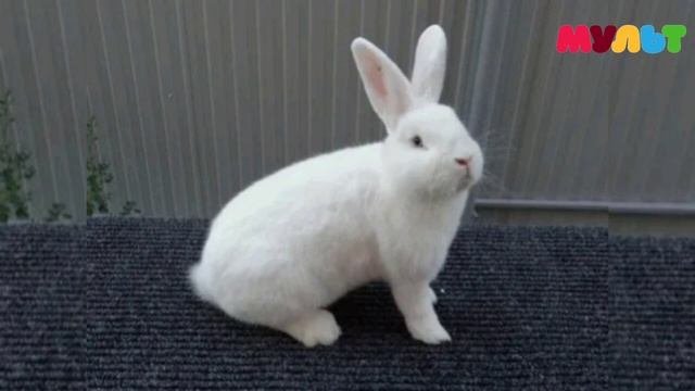 Кузьма и его Друзья Клинок - Кролик  Official audio