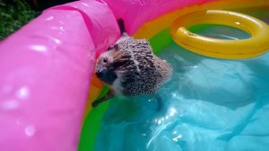 ЕЖИК БРУНО ПЛАВАЕТ В БАССЕЙНЕ на ПЛАВАТЕЛЬНОМ КРУГЕ ЕДИНОРОГЕ | Купаем Ежика - SPA for Hedgehog