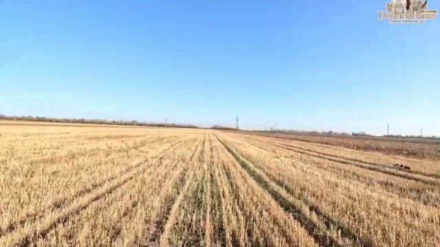 Охота на перепела с Английским Спрингер Спаниелем Елис смотреть онлайн