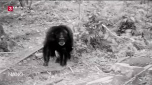 Вчера, 1 октября, исследовательница шимпанзе Джейн Гудолл скончалась в возрасте 91 года.