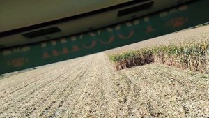 Кукуруза 2025 🌽🌽🌽