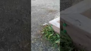 едем на великах (иногда по оффруду)