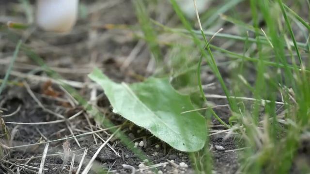 1000 МУРАВЬЕВ ПРОТИВ 1000 ОПАРЫШЕЙ... Кто кого？ смотреть онлайн