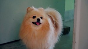 КАК ДОСТАТЬ ХОЗЯЙКУ | КОТИКУ И ПЕСИКУ