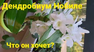 Дендробиум Нобиле!Чудной такой!