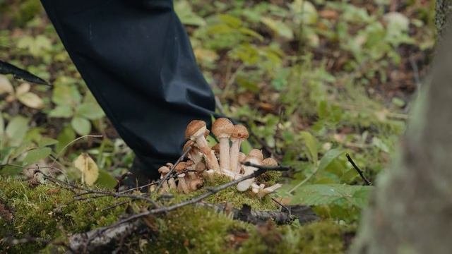 Дикая кухня. Анонс. Серия 1. Канал Приключения