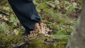Дикая кухня. Анонс. Серия 1. Канал Приключения