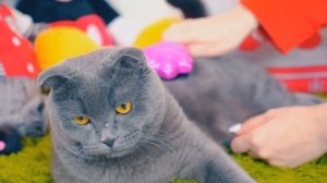 БЫЛО ИЛИ НЕ БЫЛО | ДЕЛАЛА  СВОИ ГРЯЗНЫЕ ДЕЛИШКИ? ЧЕЛЛЕНДЖ