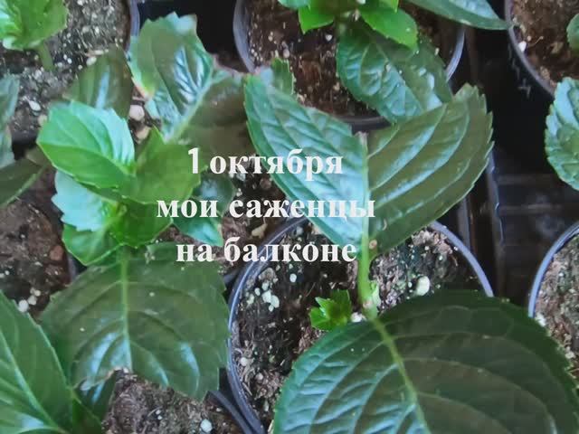 Как правильно сохранить гортензию крупнолистную зимой: секреты успешной зимовки в квартире.