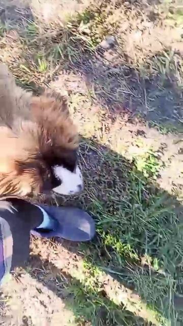 Как легко управлять собакой, с помощью поводка. смотреть онлайн