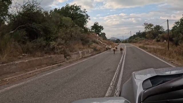 Овцы на дороге