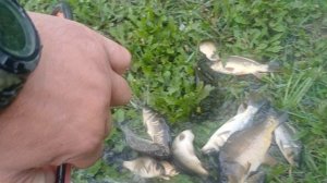 Тестовый вылов  рыбы)