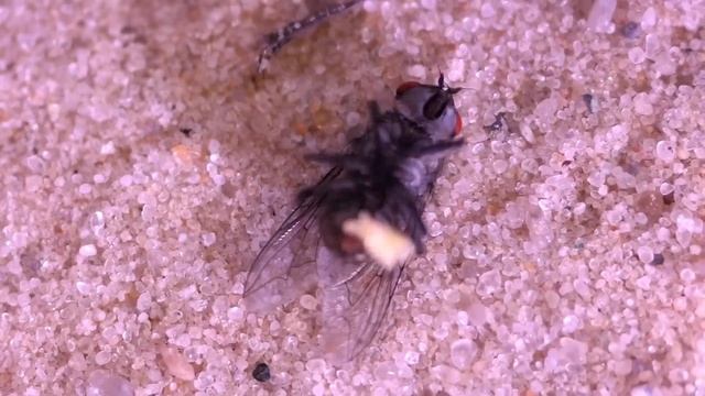 300 Голодных ТАРАКАНОВ повстречали 3 Голодных БОГОМОЛА смотреть онлайн