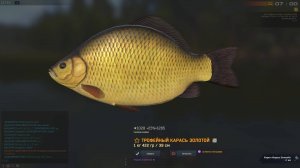 Fisher Online ЧЕХИЯ КАРАСЬ ЗОЛОТОЙ