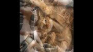 мое рыжее счастье