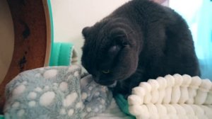 ЗНАКОМСТВО КОТИКА И ПЕСИКА С ЕЖИКОМ | КОШЕЧКА БАТТЕРС И СОБАЧКА ЭЛИС ВПЕРВЫЕ ВИДЯТ ЕЖА - РЕАКЦИЯ