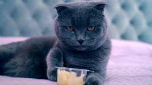 РЕАКЦИЯ КОШКИ И СОБАКИ НА СТРАННЫЕ ЗАПАХИ | КОЛА, ЛИМОН, ВАСАБИ