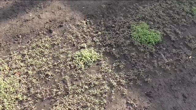 Фацелия растет на моей грядке очень необычно