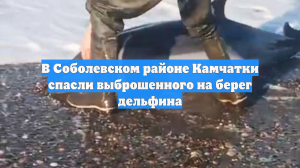 В Соболевском районе Камчатки спасли выброшенного на берег дельфина