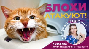 Блохи круглый год: рассказывает дерматолог Юлия Кухарева