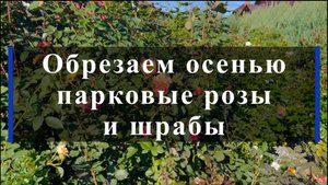 Обрезаем осенью парковые розы и шрабы